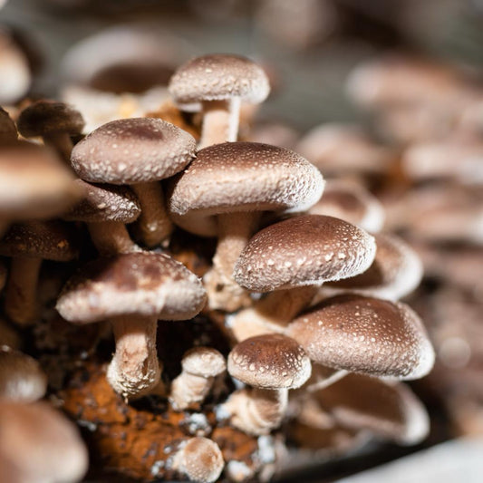 Tips on how to cultivate your mushrooms - KÄÄPÄ Mushrooms