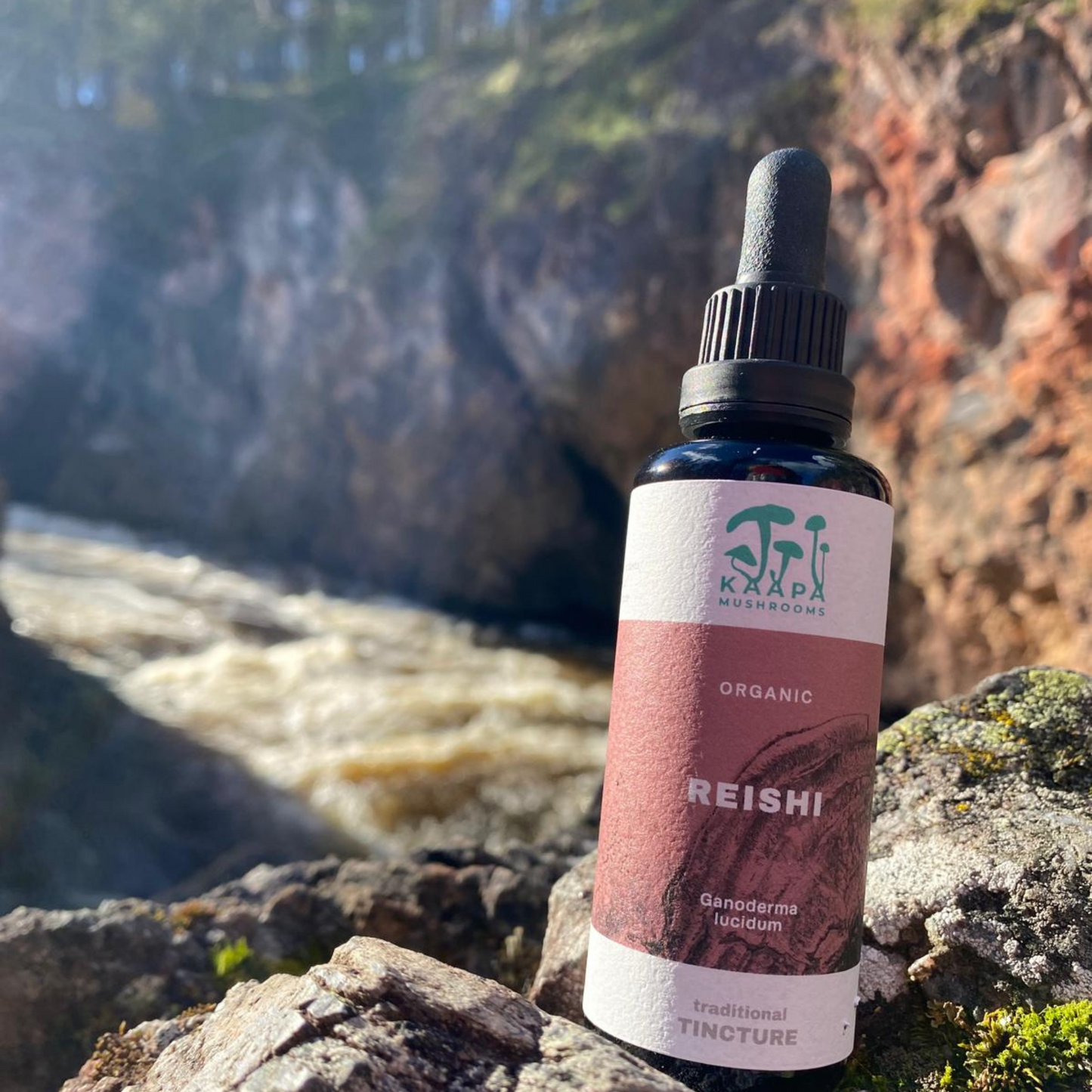 Reishi Organic Tincture